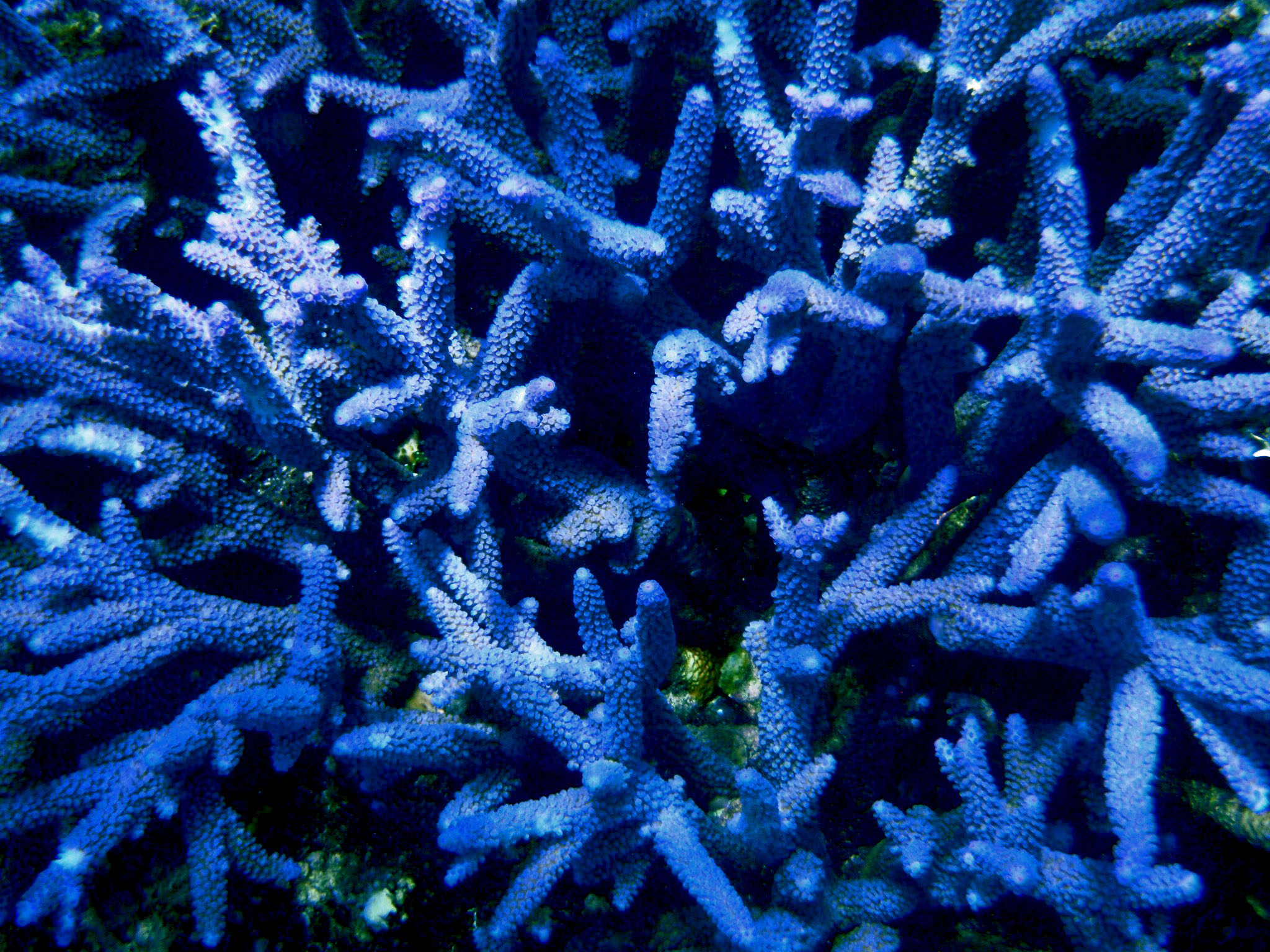 Коралловые полипы голубой коралл