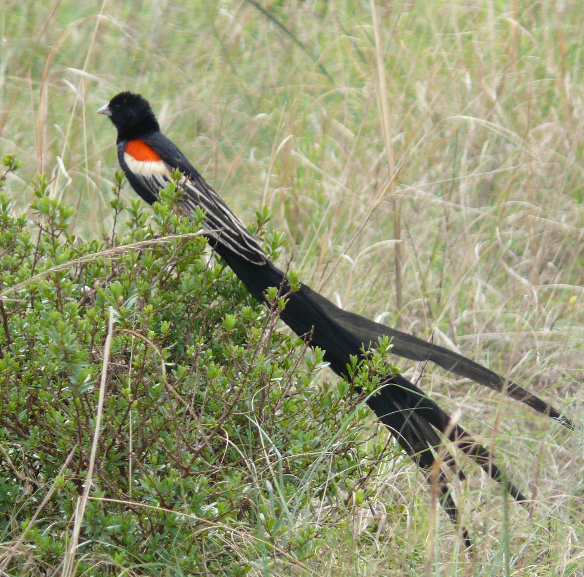 Long-Tailed Widowbird