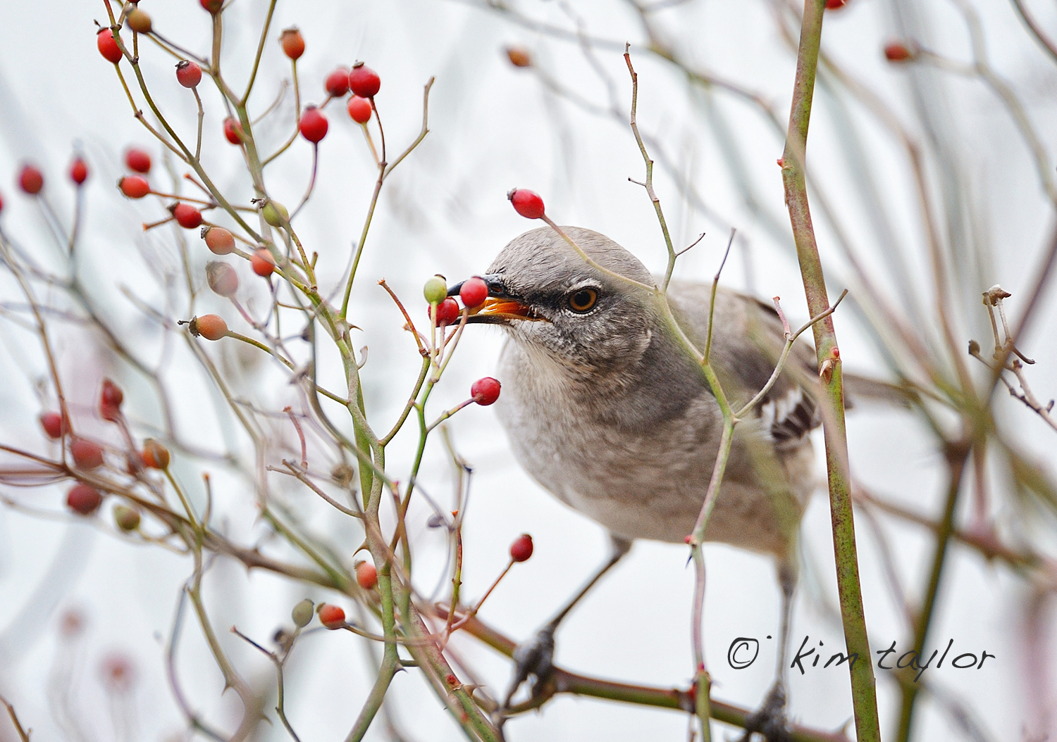 Mockingbird nabs a berry ©2011 Kim Taylor